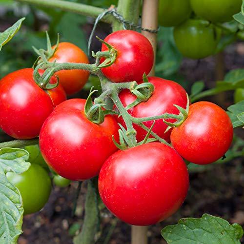 Tomato 'Ailsa Craig' - 6 x Plug Plant Pack - AcquaGarden