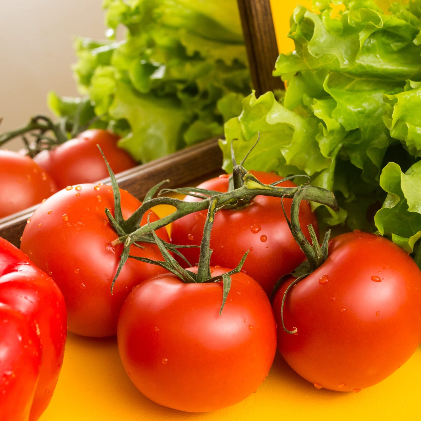 Tomato 'Gardeners Delight' - 6 x Plug Plant Pack - AcquaGarden