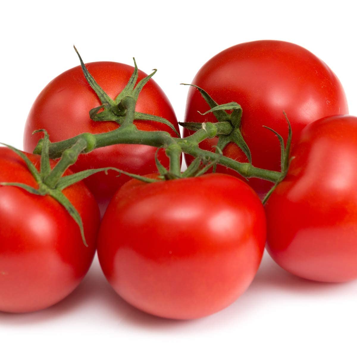 Tomato Plants - 'Gardener's Delight' - 3 x Full Plants in 9cm Pots - AcquaGarden