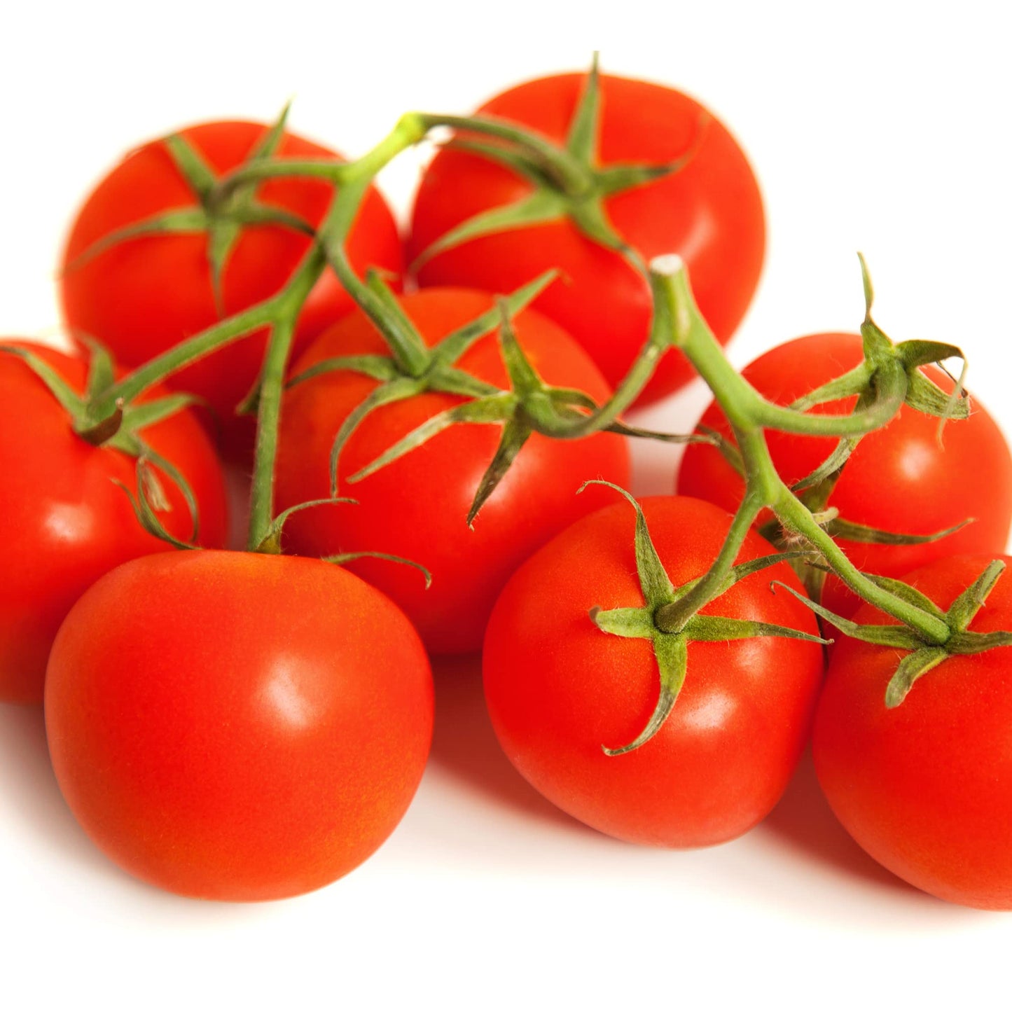 Tomato Plants - Gardener's Mixed Selection Package - 'Sweet Million', 'Tumbling Tom', 'Gardener's Delight' - 18 x Plug Plant Pack - AcquaGarden