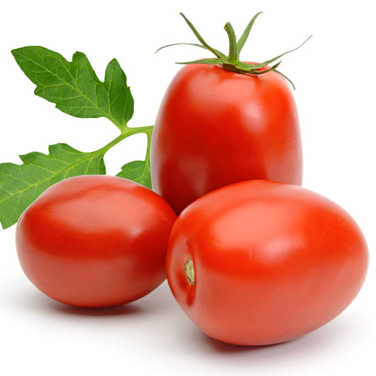 Tomato Plants - 'Plum Roma' - 6 x Plug Plant Pack - AcquaGarden