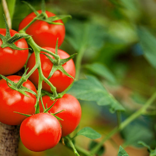 Tomato - Red Alert - 12 x Plug Plants - AcquaGarden