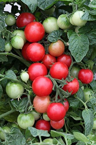 Tomato 'Sweet and Neat' - 18 x Plug Plant Pack - AcquaGarden