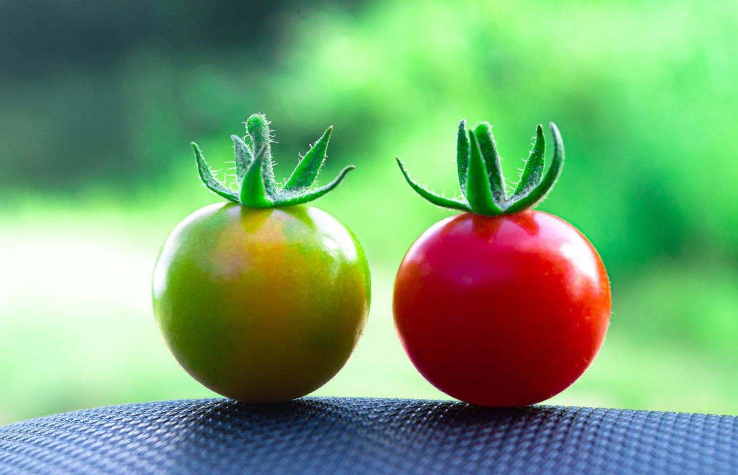 Tomato - Sweet Million - 18 x Plug Plants - AcquaGarden