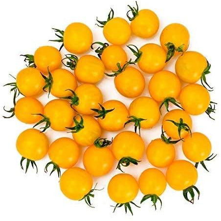 Tomato - Tumbling Tom Yellow - 12 x Plug Plant Pack - AcquaGarden