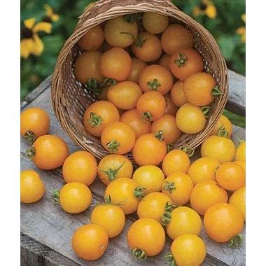 Tomato - Tumbling Tom Yellow - 18 x Plug Plants - AcquaGarden