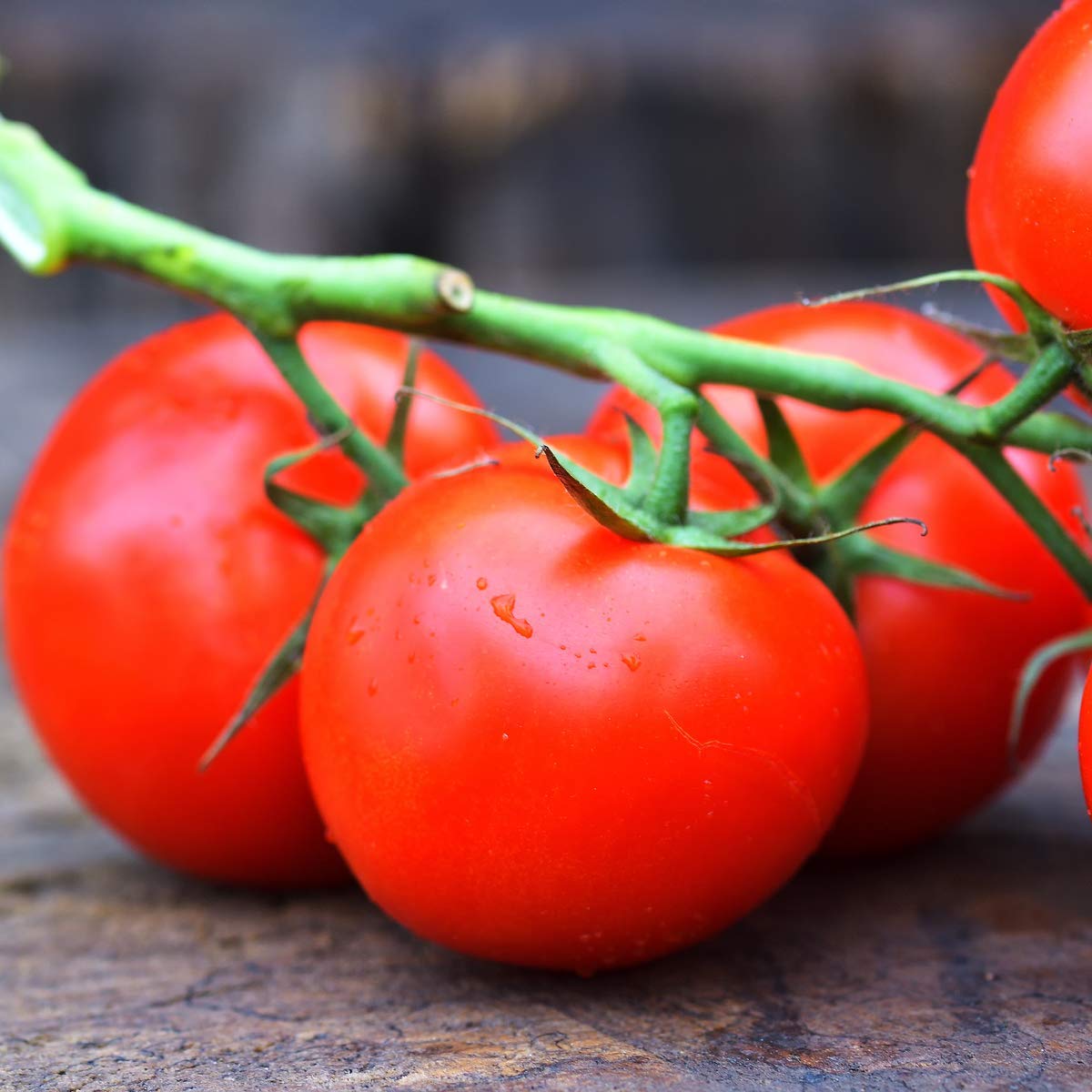 Tomato Plant Combo Pack - 'Gardener's Delight. and 'Moneymaker' - 6 x Full Plants in 9cm Pots