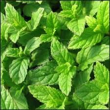 Mixed Herb Plants - Coriander and Mint - 2 x Full Plants in 9cm Pots