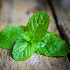 Mixed Herb Plants - Coriander and Mint - 2 x Full Plants in 9cm Pots