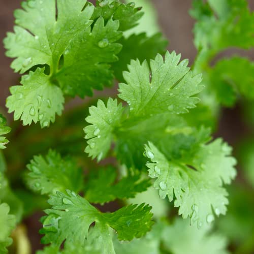 Mixed Herb Plants - Coriander and Mint - 2 x Full Plants in 9cm Pots