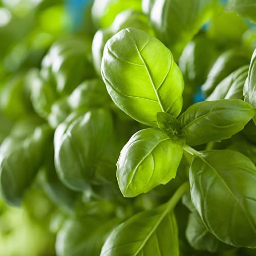 Herb Plants - Basil 'Sweet Genovese' - 2 x Full Plants in 9cm Pots