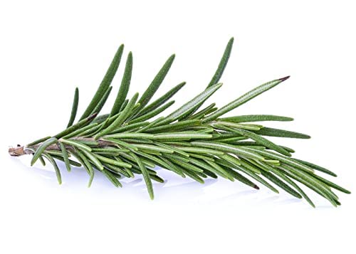 Herb Plants - Rosemary 'Mrs Jessops' - 2 x Full Plants in 9cm pots