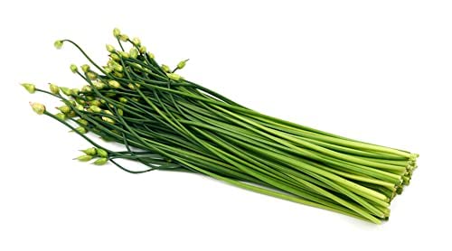 Herb Plants - Garlic Chives - Full Plants in 9cm Pots