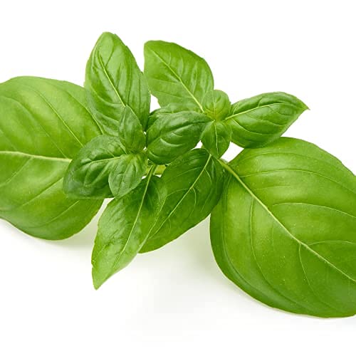 Herb Plants - Basil 'Sweet Genovese' - 2 x Full Plants in 9cm Pots