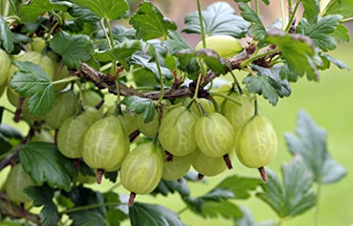Fruit Plants - Gooseberry 'Ribes Invicta' - 3 x Large Plants in 1.5 Litre Pots