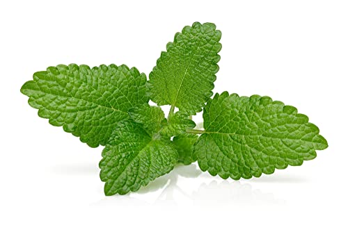 Lemon Balm - 1 x Full Plant in 9cm Pot