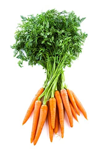 Carrot 'Chantenay' - 9 x Plug Plant Pack - 36+ Individual Plants