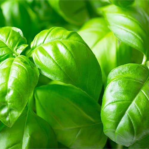 Herb Plants - Basil 'Sweet Genovese' - 2 x Full Plants in 9cm Pots