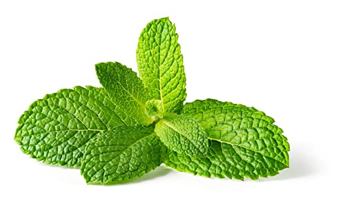 Herb Plants - Garden Mint - 1 x Full Plant in a 9cm Pot