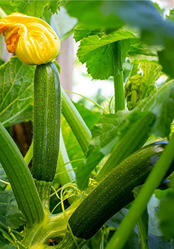 Vegetable Plants - Courgette 'Ambassador' - Garden Ready - 5 x Full Plants in 9cm Pots