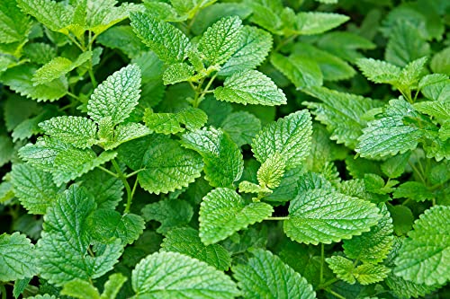 Lemon Balm - 3 x Full Plants in 9cm Pots