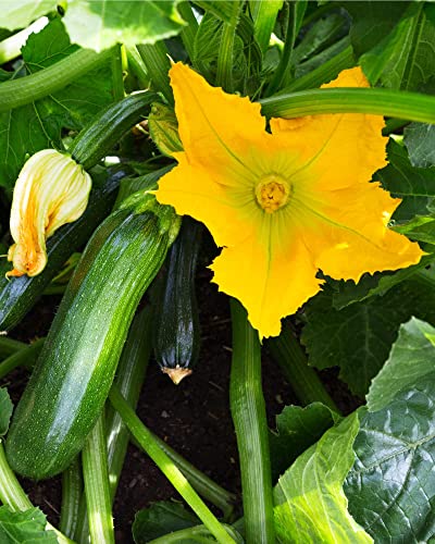 Vegetable Plants - Courgette 'Ambassador' - Garden Ready - 5 x Full Plants in 9cm Pots