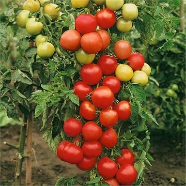 Tomato 'Ailsa Craig' - 12 x Plug Plant Pack