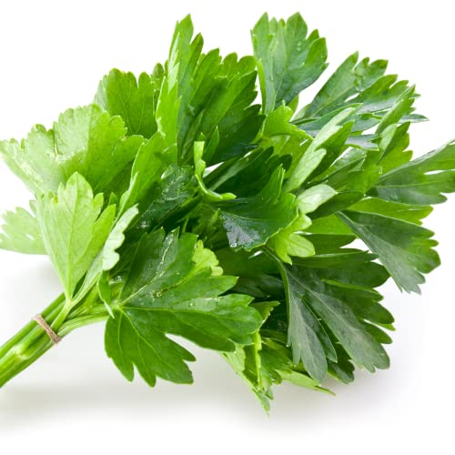 Mixed Herb Plants - Parsley and Coriander - 2 x Full Plants in 9cm Pots