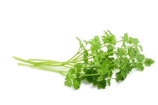 Herb Plants - Chervil - Full Plants in 9cm Pots