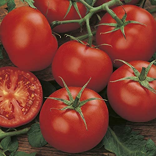 Tomato Plants - 'Moneymaker' - 12 x Plug Plant Pack