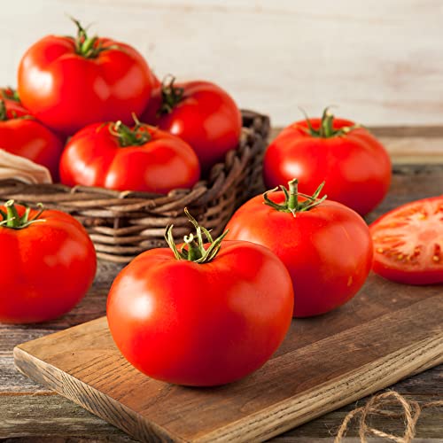 Tomato 'Shirley' - 3 x Large Plants in Pots