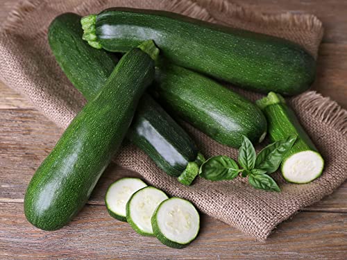 Vegetable Plants - Courgette 'Ambassador' - Garden Ready - 1 x Full Plant in a 9cm Pot