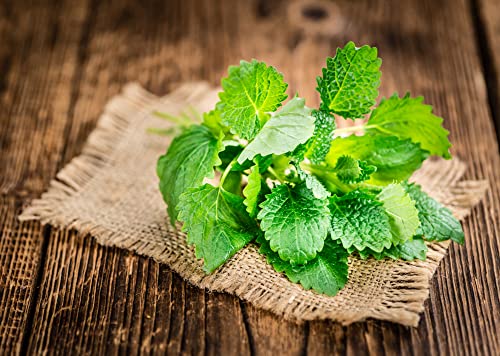 Lemon Balm - 2 x Full Plants in 9cm Pots