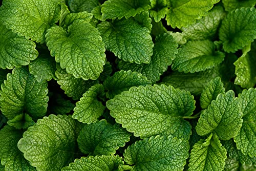 Lemon Balm - 3 x Full Plants in 9cm Pots