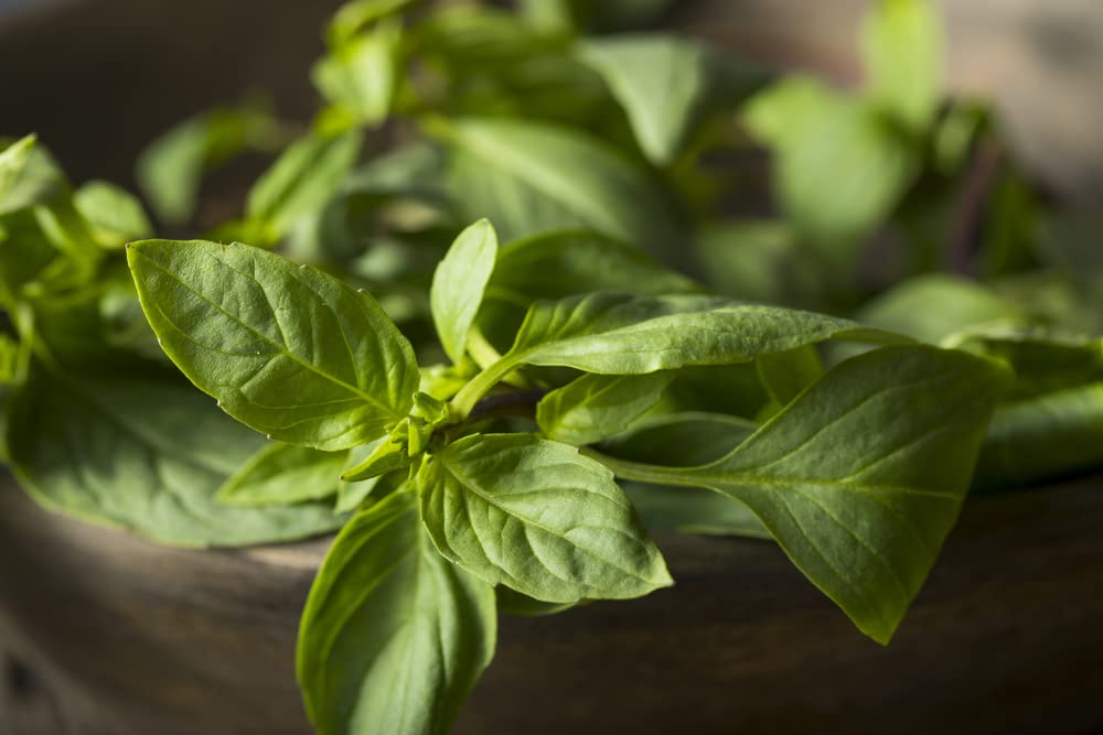 Herb Plants - Basil 'Sweet Genovese' - 2 x Full Plants in 9cm Pots