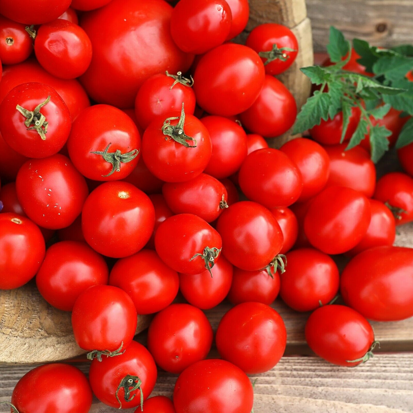 Tomato Plants - 'Sweet Million' - 3 x Full Plants in 9cm Pots