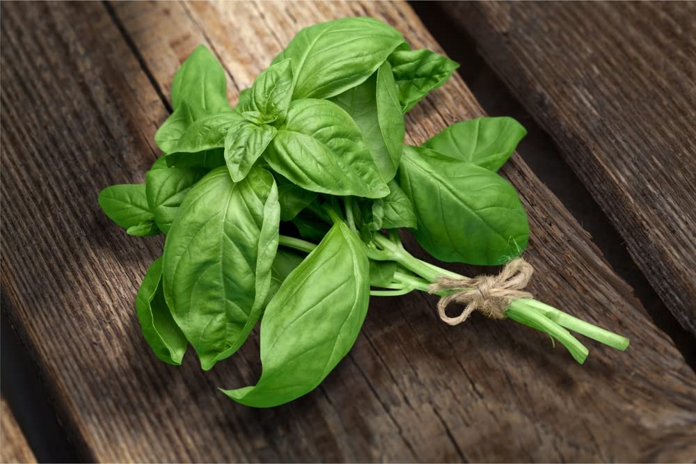 Herb Plants - Basil 'Sweet Genovese' - 2 x Full Plants in 9cm Pots