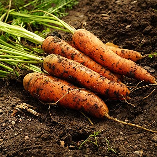 Carrot 'Chanteney' - 18 x Plug Plant Pack