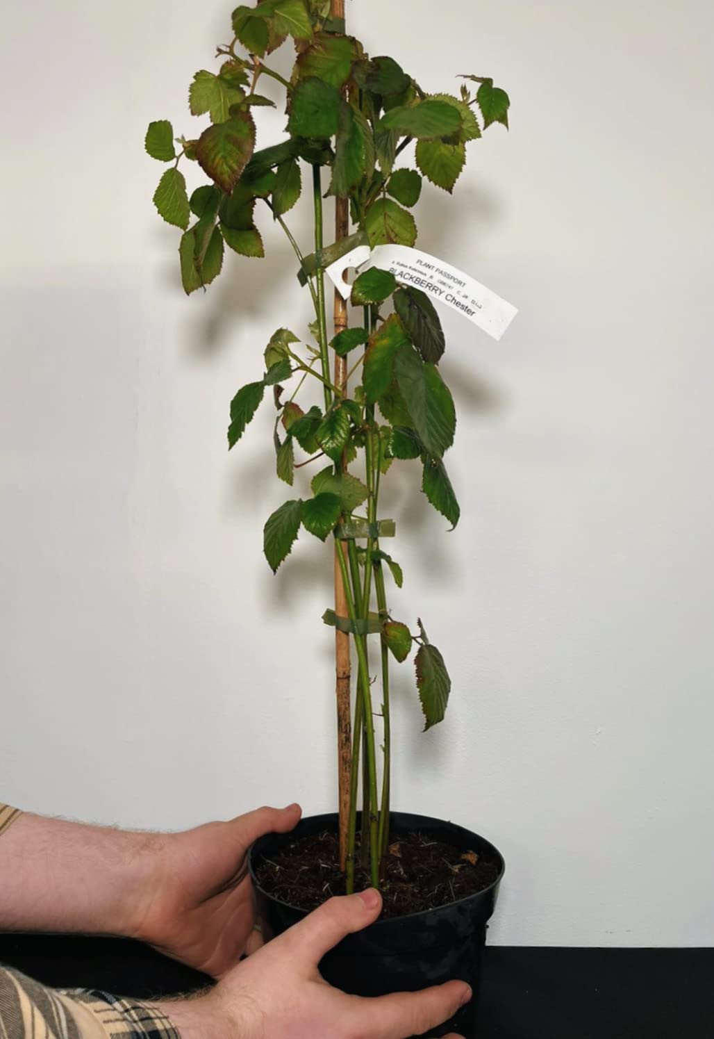 Fruit Plants - Blackberry - 3 x Full Plants in 2 Litre Pots