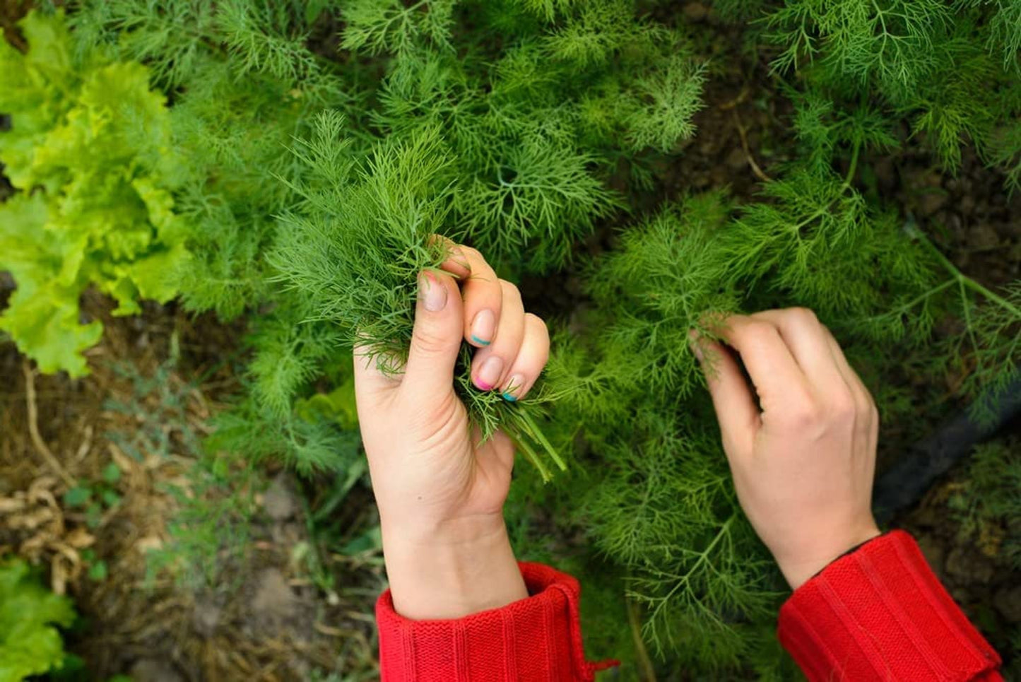 Herb Plants - Dill - Full Plants in 9cm Pots