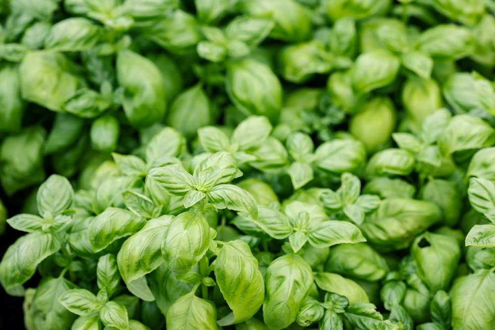 Herb Plants - Basil 'Sweet Genovese' - 2 x Full Plants in 9cm Pots