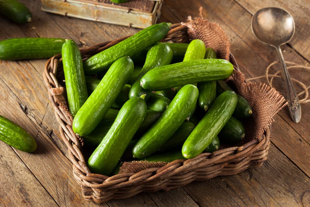 Vegetable Plants - Cucumber 'Femspot' - 6 x Full Plants in 9cm Pots