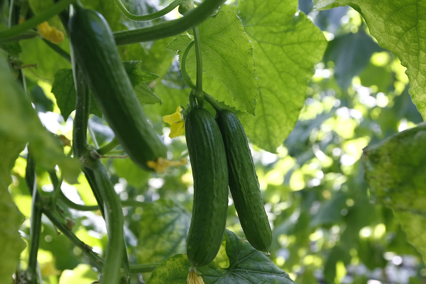 Vegetable Plants - Cucumber 'Femspot' - 4 x Full Plants in 9cm Pots