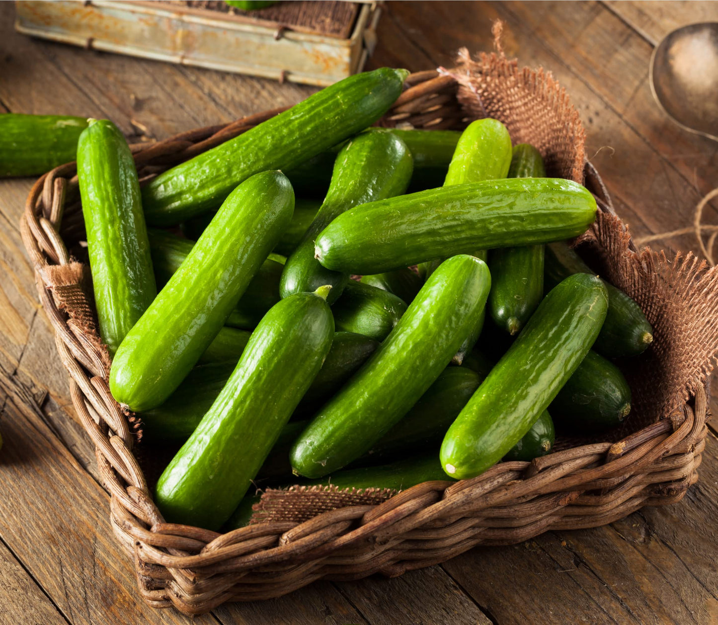 Vegetable Plants - Cucumber 'Femspot' - 3 x Large Plants in 9cm Pots