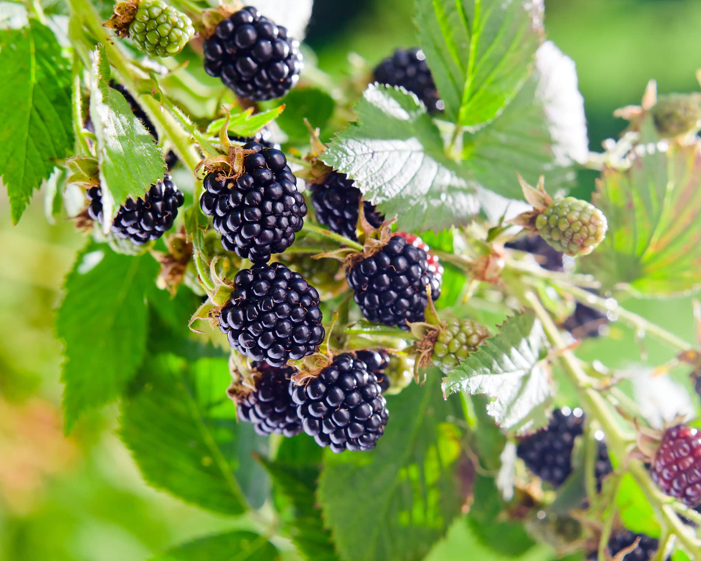 Fruit Plants - Blackberry 'Asterina' - 1 x Full Plant in a 3 Litre Pot