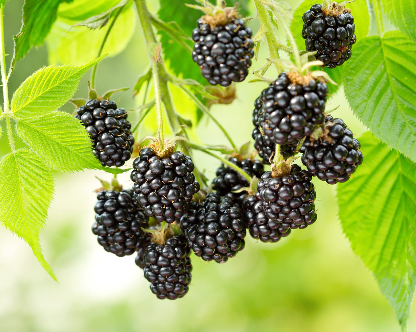 Fruit Plants - Blackberry 'Asterina' - 2 x Full Plants in 3 Litre Pots