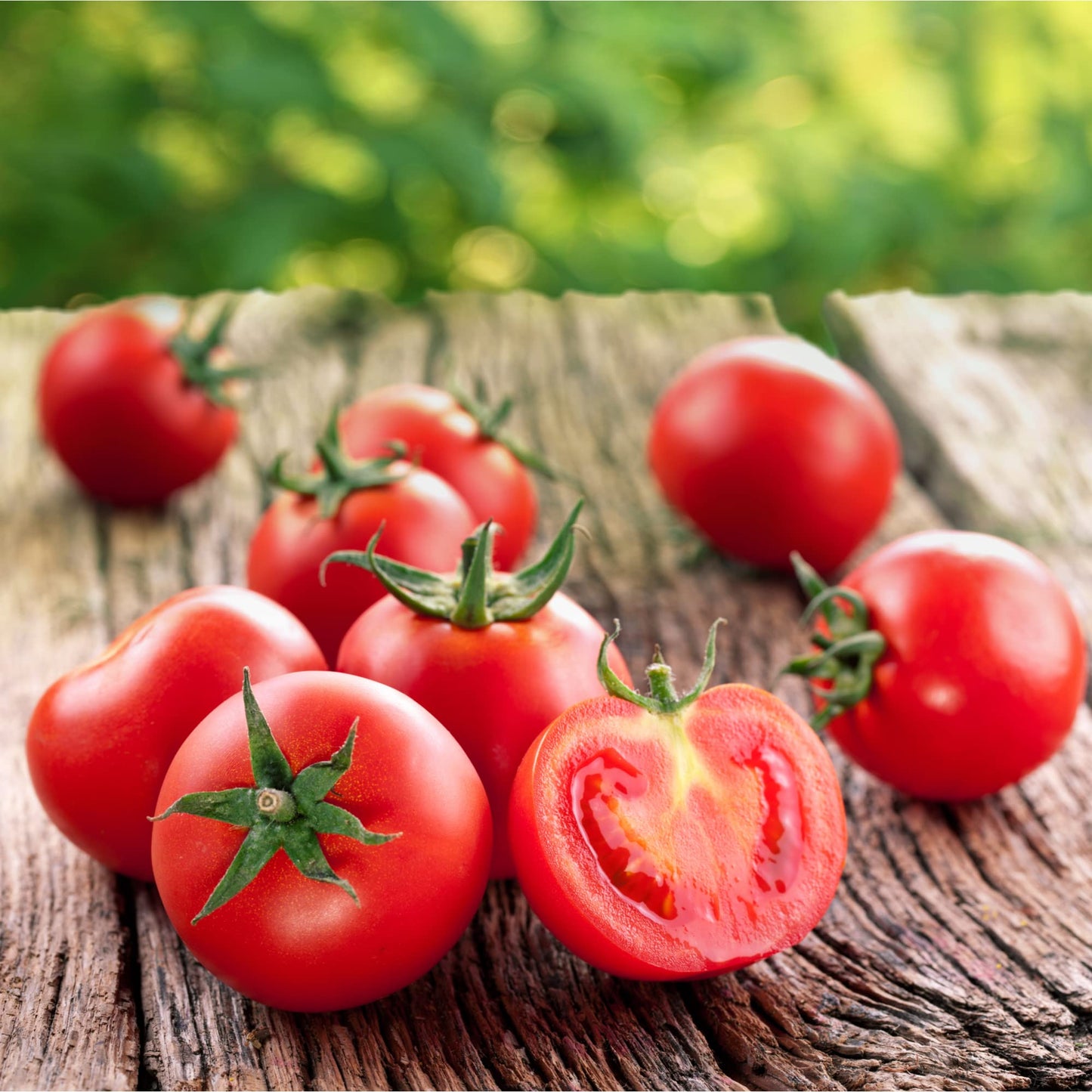 Tomato 'Gardeners Delight' - 2 x Full Plants in 9cm Pots