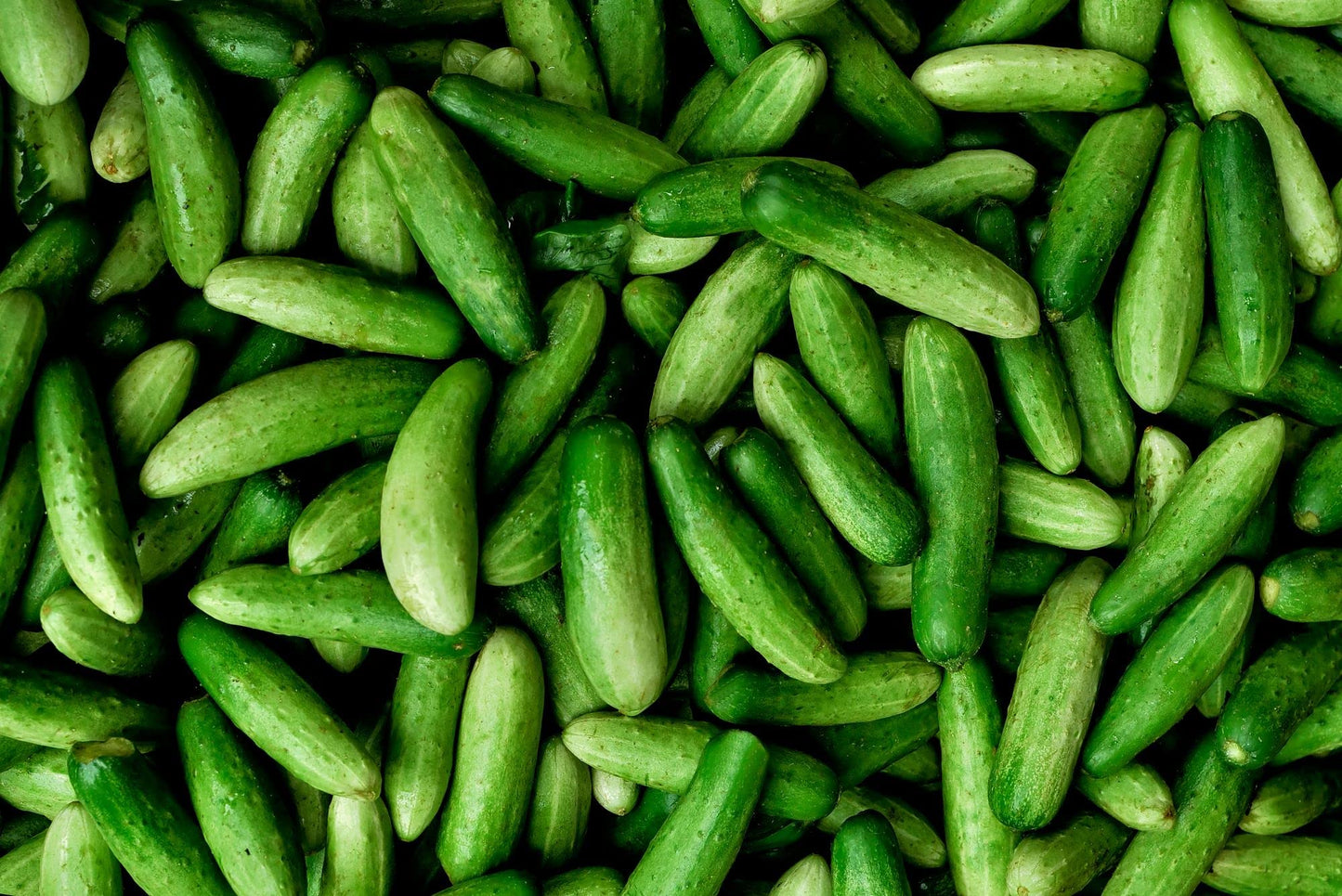 Vegetable Plants - Cucumber 'Petita' - 4 x Large Plants in 9cm Pots
