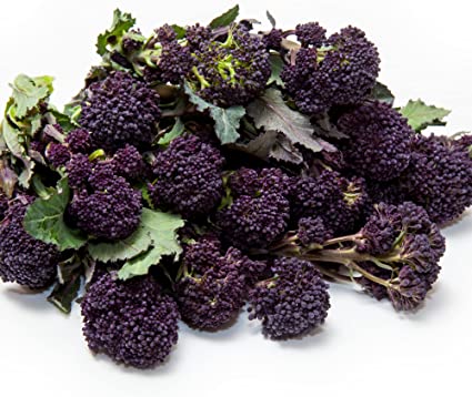 Vegetable Plants Mixed Multi-Pack Bundle - Cabbages + Cauliflowers + Broccoli + Kale + Spinach + Lettuce - 36 x Plug Plant Pack