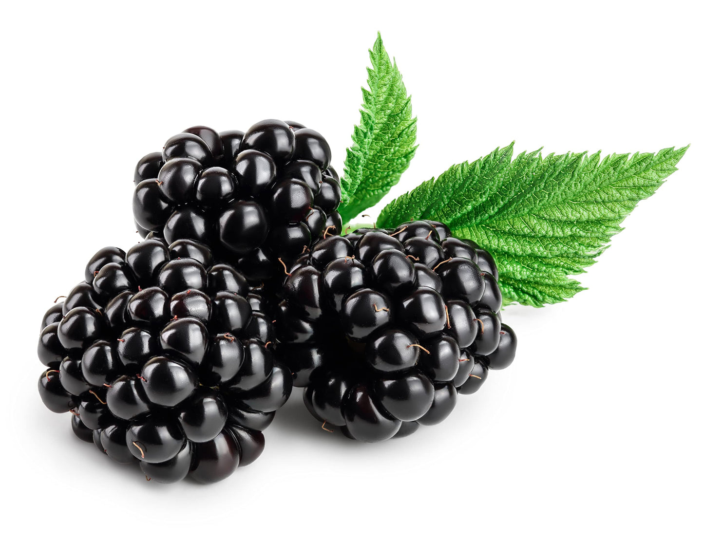 Fruit Plants - Blackberry 'Asterina' - 1 x Full Plant in a 3 Litre Pot